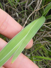 Aristea torulosa