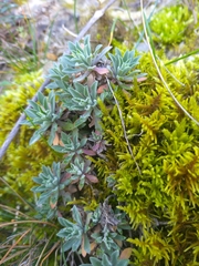 Schivereckia podolica