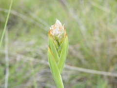 Aristea torulosa