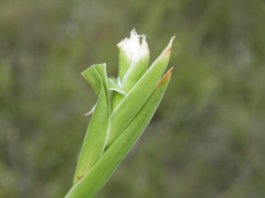 Aristea torulosa