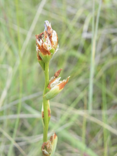 Image of Aristea torulosa by (c) Antoinette Eyssell Knox, some rights reserved (CC BY-SA)
