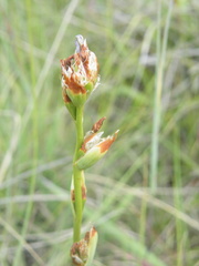 Aristea torulosa