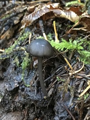 Entoloma serrulatum