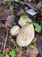 Clitocybe nebularis