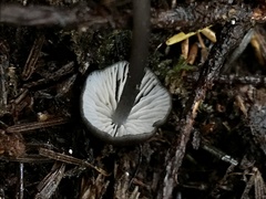 Entoloma serrulatum