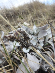 Senecio candidans