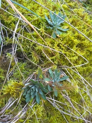 Schivereckia podolica