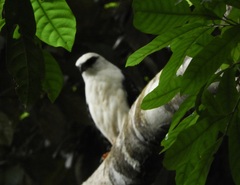Leucopternis melanops