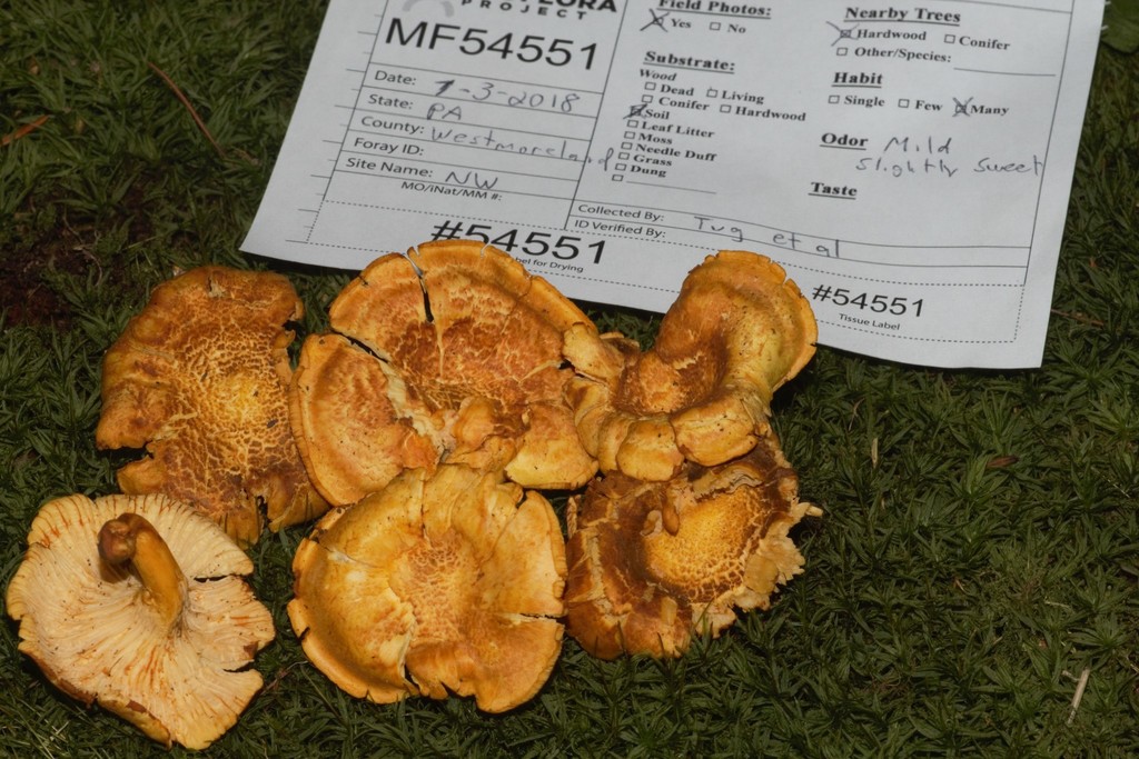Cantharellus sp. 'PA01'