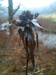 Rhopalomyia capitata