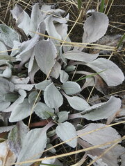 Senecio candidans
