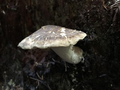 Jahnoporus hirtus