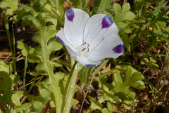 Nemophila maculata