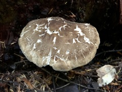 Jahnoporus hirtus