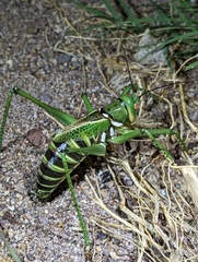 Neobarrettia spinosa