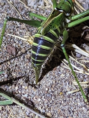 Neobarrettia spinosa