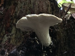 Jahnoporus hirtus