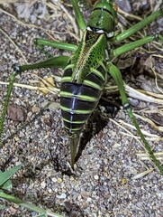 Neobarrettia spinosa