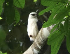 Leucopternis melanops
