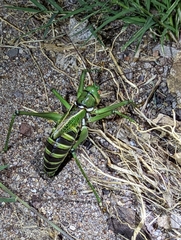 Neobarrettia spinosa