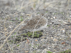 Thinocorus rumicivorus