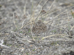 Thinocorus rumicivorus