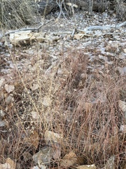 Eragrostis trichodes