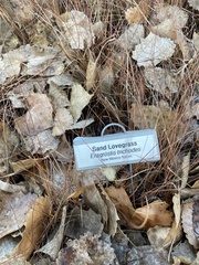 Eragrostis trichodes