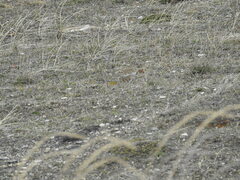 Thinocorus rumicivorus