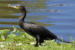 Phalacrocorax carbo