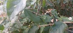Larra bicolor