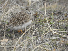 Thinocorus rumicivorus