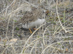 Thinocorus rumicivorus