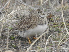 Thinocorus rumicivorus