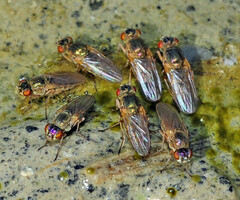 Ephydra riparia