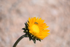 Agapostemon