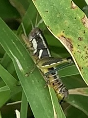 Paraidemona