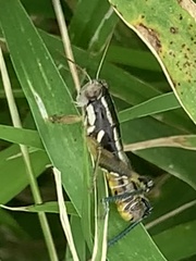 Paraidemona