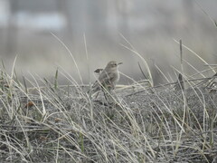 Geositta cunicularia