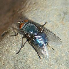 Calliphora vicina