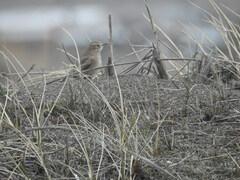 Geositta cunicularia