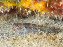 Vanneaugobius canariensis