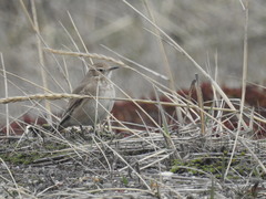 Geositta cunicularia