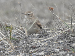 Geositta cunicularia