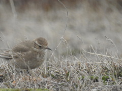 Geositta cunicularia