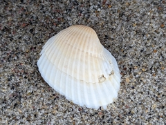 Arcidae