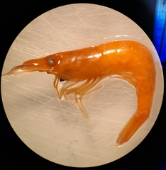 Atyaephyra desmarestii