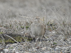 Geositta cunicularia