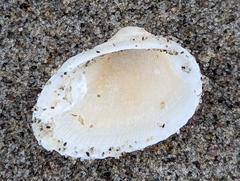Arcidae