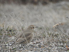Geositta cunicularia